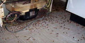 Поморить тараканов в квартире в Новороссийске, цены