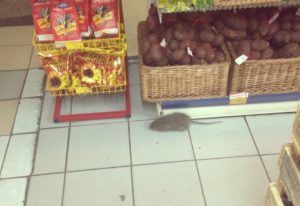 Дезинфекция от грызунов, крыс и мышей в Новороссийске