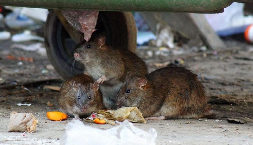 Травить грызунов крыс и мышей в Новороссийске