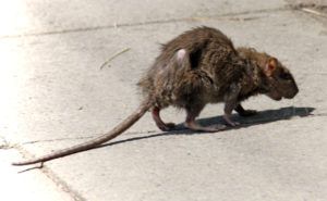 Фирма по уничтожению грызунов, крыс и мышей в Новороссийске
