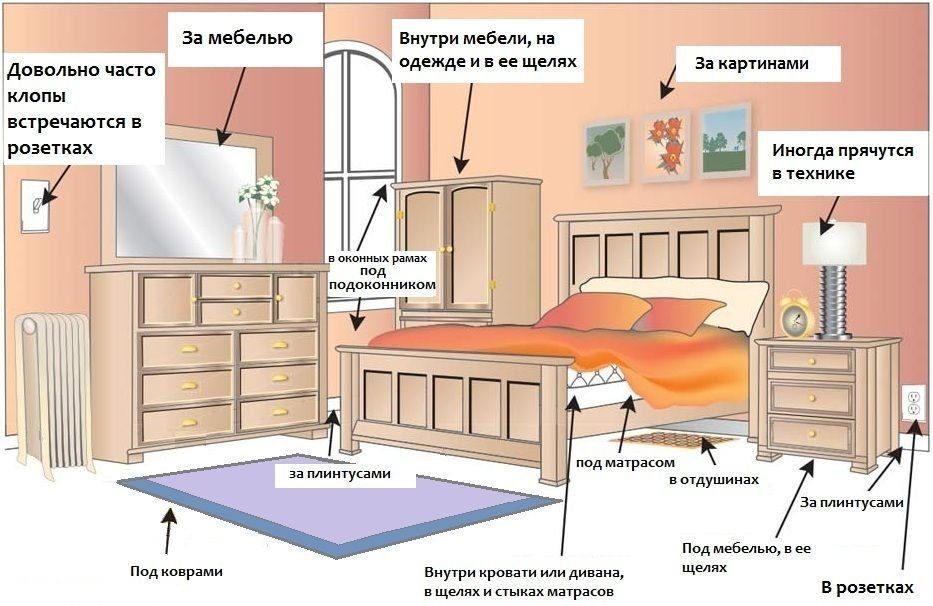Обработка от клопов квартиры в Новороссийске
