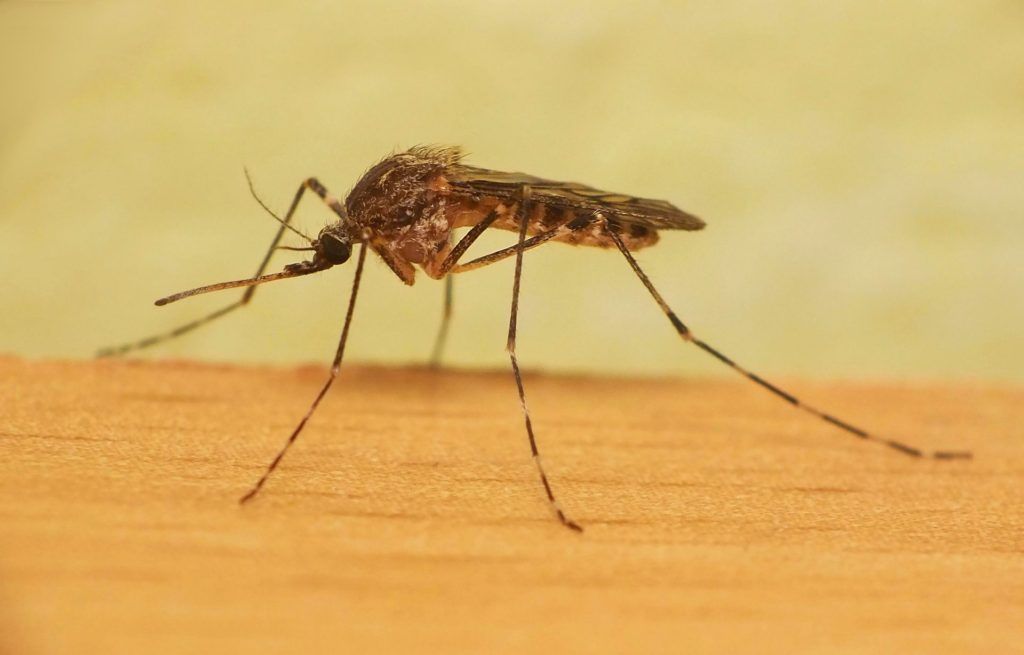 Уничтожение комаров в Новороссийске