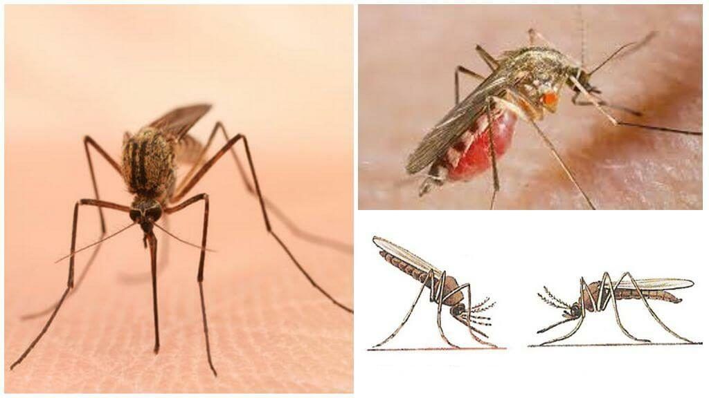 Уничтожение комаров в Новороссийске