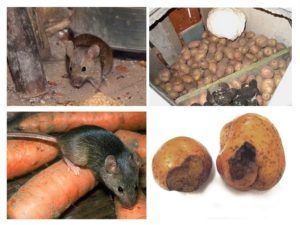 Служба по уничтожению грызунов, крыс и мышей в Новороссийске