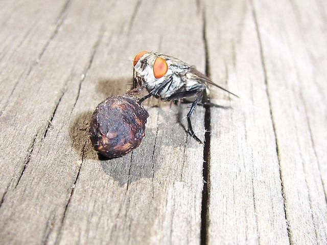 Профессиональное уничтожение мух в Новороссийске с гарантией