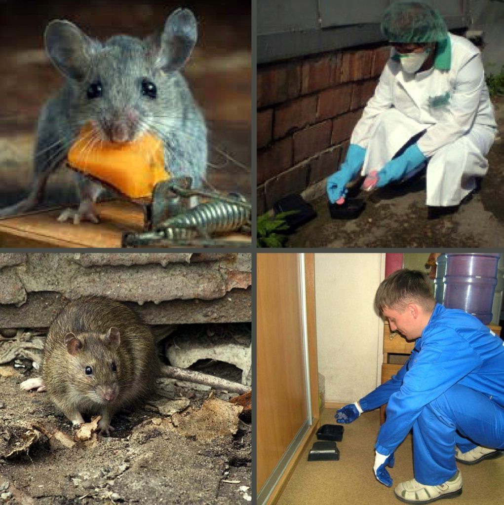 Дезинфекция от грызунов, крыс и мышей в Новороссийске