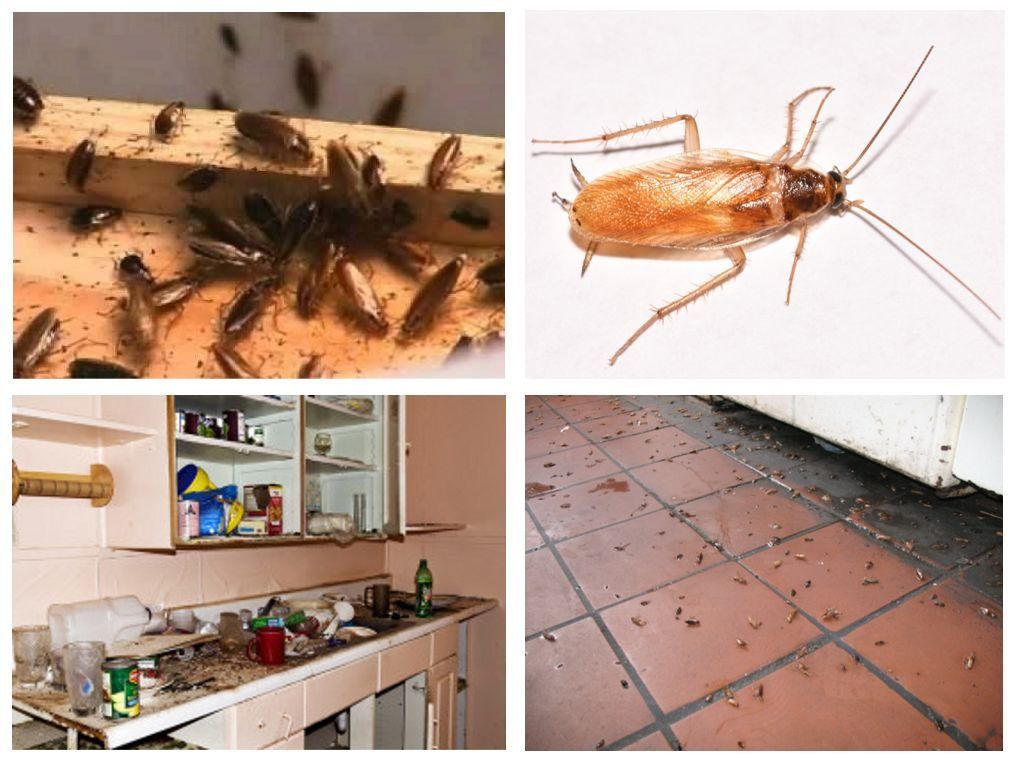 Морить тараканов в квартире в Новороссийске, цены