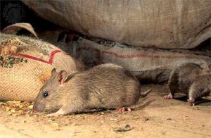 Дератизация от грызунов от крыс и мышей в Новороссийске