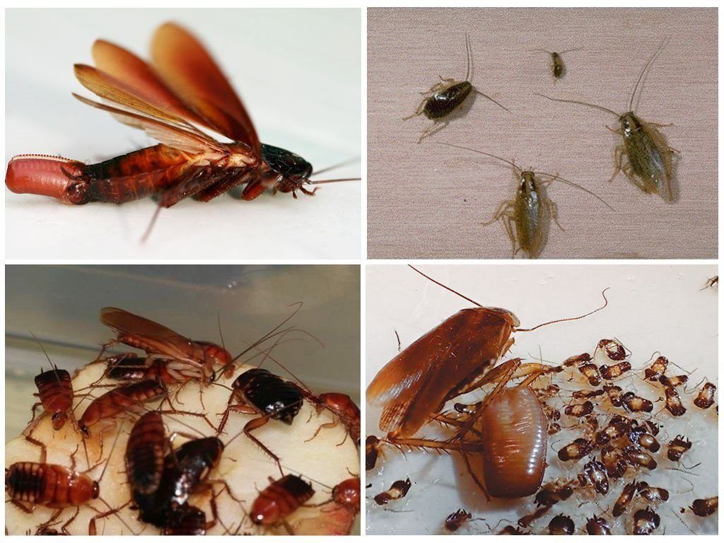 Уничтожение тараканов в квартире в Новороссийске 