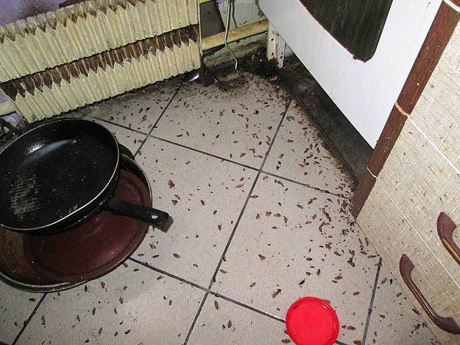 Санэпидемстанция от тараканов в Новороссийске, вызвать, цены